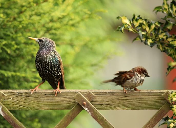 starling-and-house-sparrow