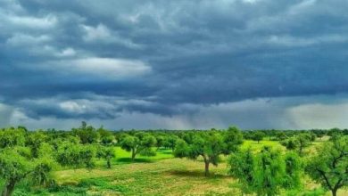 Thar-After-Rain-Sindh Courier-1