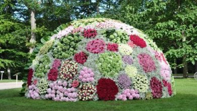 150819-rhododenron-at-sofiero-gardens-helsingborg-sweden