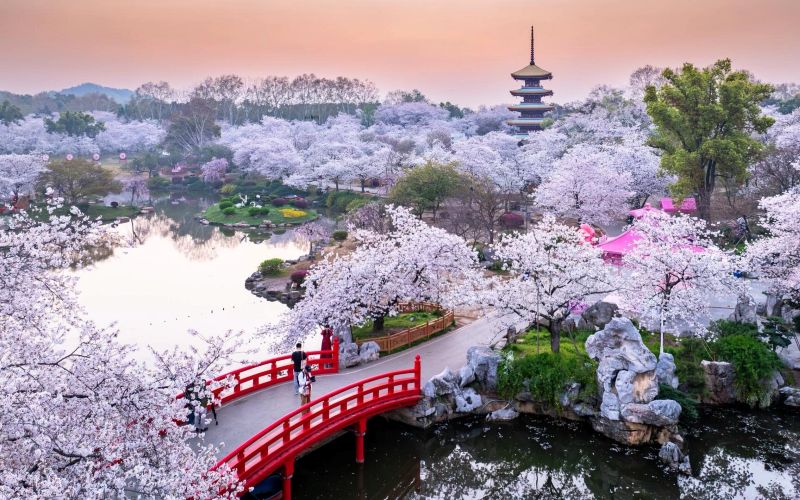 Cherry-blossoms-in-full-bloom-at-East-Lake-Sakura-Garden-Wuhan