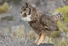 thumbs_b_c_03789a35b27c0281e4145db8df99feba