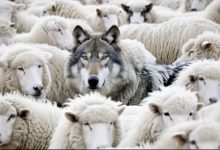 wolf-sheeps-clothing-almost-indistinguishable-within-flock-sheep-is-captured-moment-deceptive-calmness-rural-pasture_187882-6619