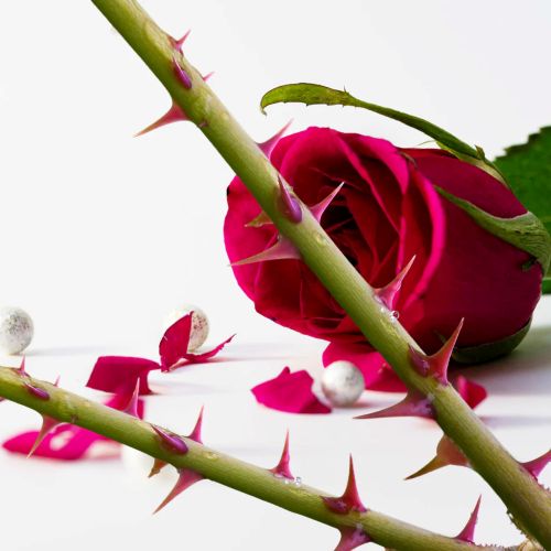 4_34dcbf07-d9c3-489f-9aa7-6871b9e34617_1024x