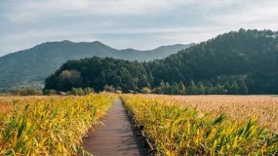 jeollanam-do-suncheon-bay-wetland-reserve