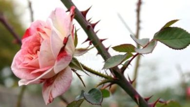 wild-rose-thorn-357336136