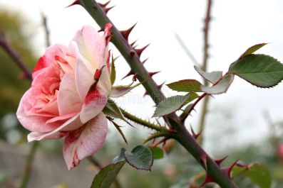 wild-rose-thorn-357336136