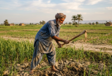Gemini_Generated_Image_Sindhi Peasant-Sindh Courier