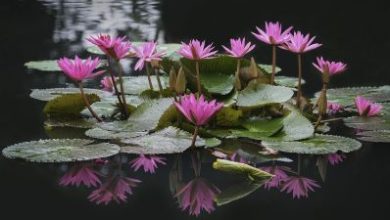 Lotus-Flowers-Thailand