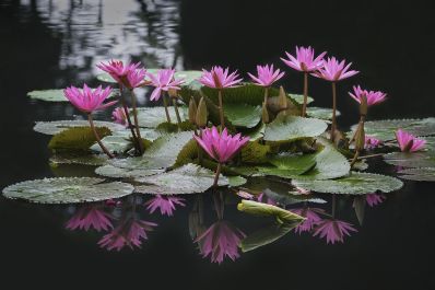 Lotus-Flowers-Thailand