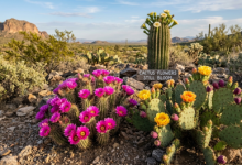 Gemini_Generated_Image_Cactus Flowers-Sindh Courier