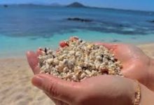 Seashells