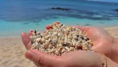 Seashells