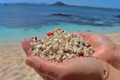 Seashells