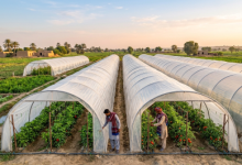 Gemini_Generated_Image_Farming-Sindh Courier