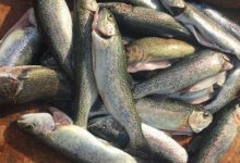 Trout-fish