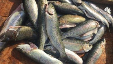 Trout-fish