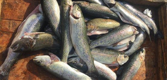 Trout-fish