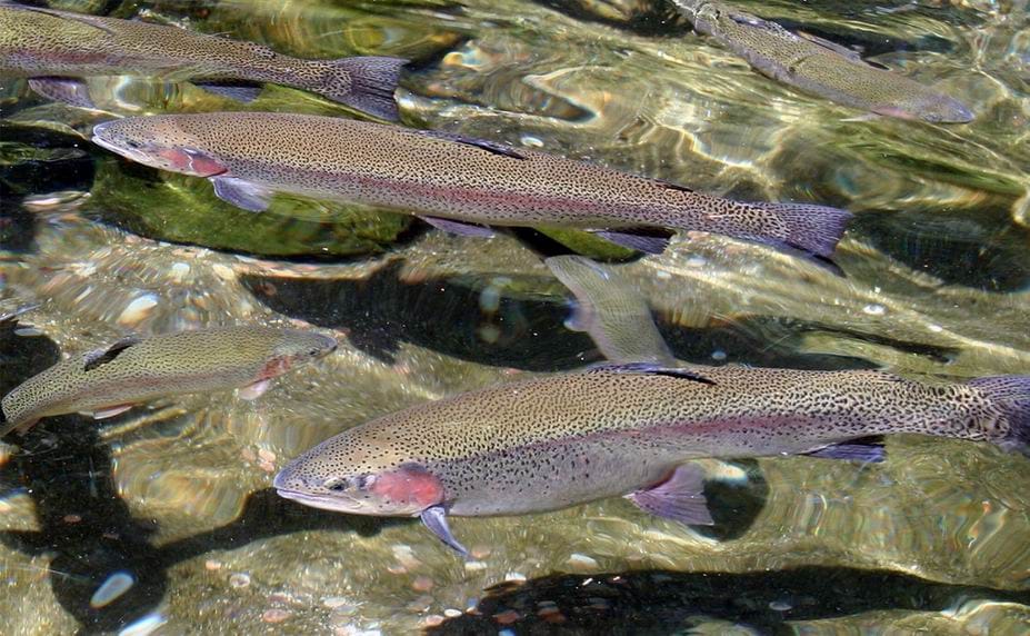 trout-fish-hatchery