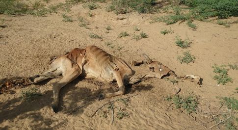 Dead cow-Sindh Courier