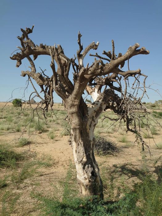 Tree in Desert- Sindh Courier